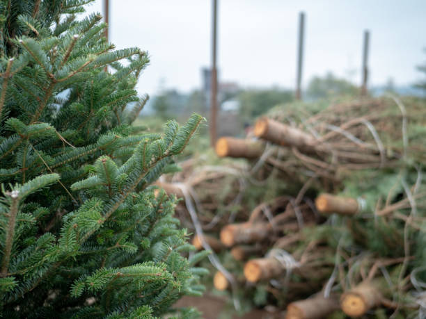 Geef uw mening over inzameling kerstbomen
