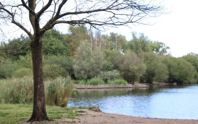Blauwalg aangetroffen in water bij het Bomenpark